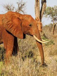 Side view of elephant on field against sky