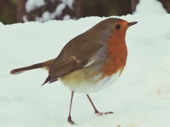 Close-up of bird perching on snow