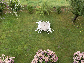 High angle view of white flowers on grass