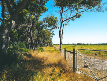 Trees growing on field against sky