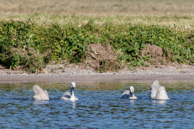 Swans swimming in lake