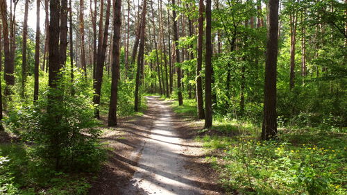 Green bright forest and dirty road footpath. trees, bushes, green leaves, green grass close-up. 