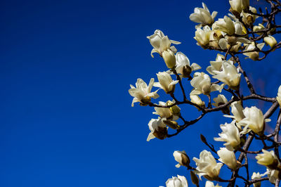 Low angle view of white flowering plant against clear blue sky