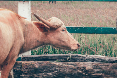 View of a horse on field