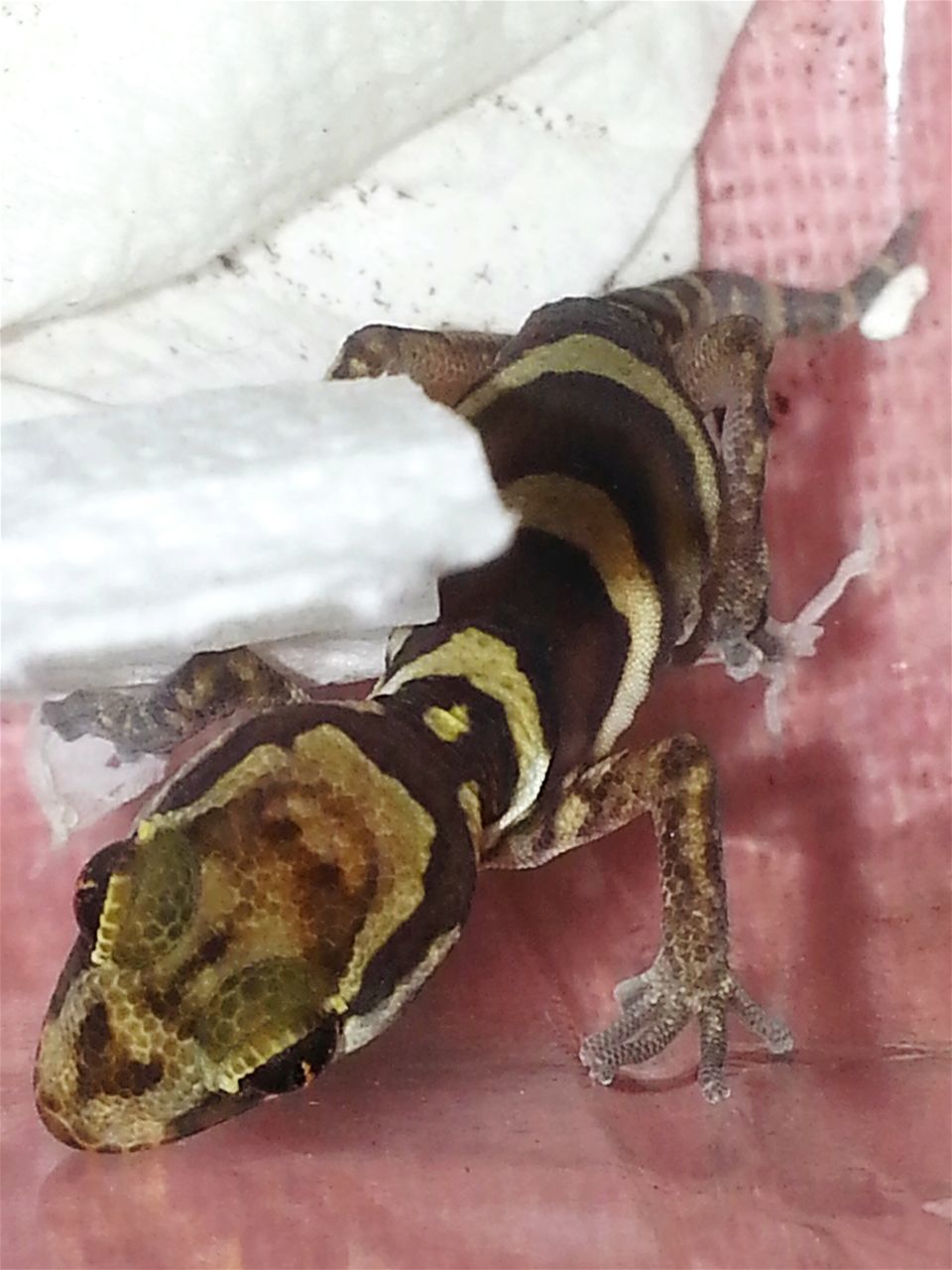 HIGH ANGLE VIEW OF INSECT ON LEAF