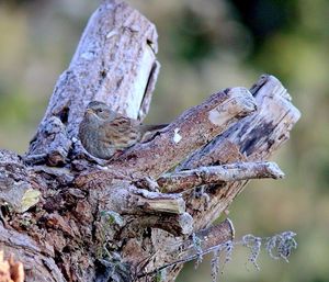 Close-up of lizard on tree branch