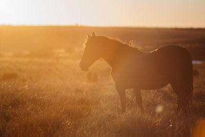 View of a horse on field