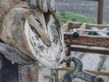 Adjust of worn and overgrown horse hooves. detail of blacksmith tools in work on hoof.