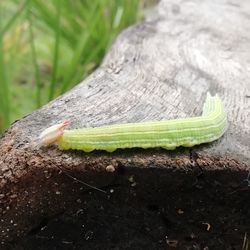 Close-up of insect on leaf