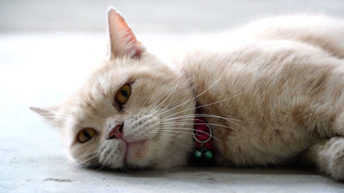 Close-up of a cat resting