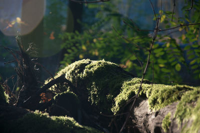 Close-up of moss on rock