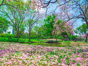 Pink flowering plants by lake in park