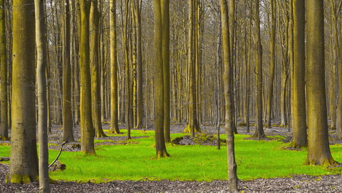 View of trees in forest