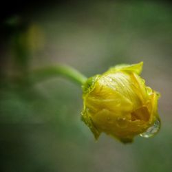 Close-up of yellow flower