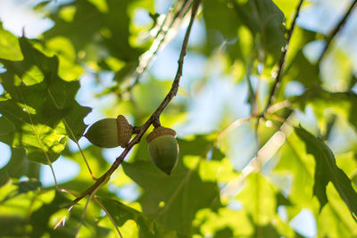 Low angle view of fruits on tree