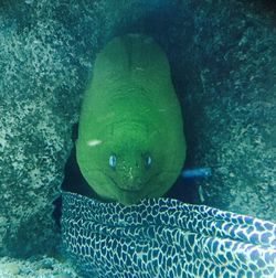 Close up of green leaf