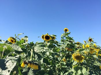 Bee on sunflower against clear sky