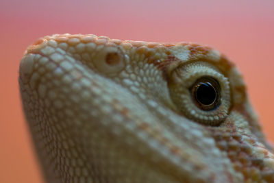 Close-up of lizard