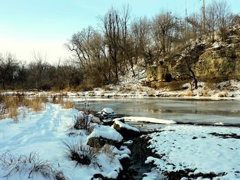 Reflection of trees in water