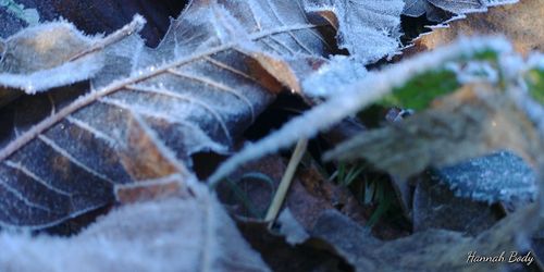 Close-up of snow