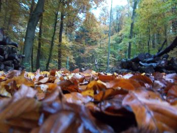 Autumn trees in forest