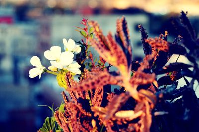 Close-up of flowering plant