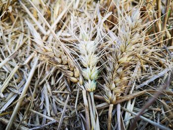 Close-up of dried plant on field