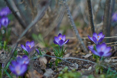 Close-up of purple crocus blooming outdoors