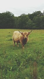 Sheep grazing on field against sky