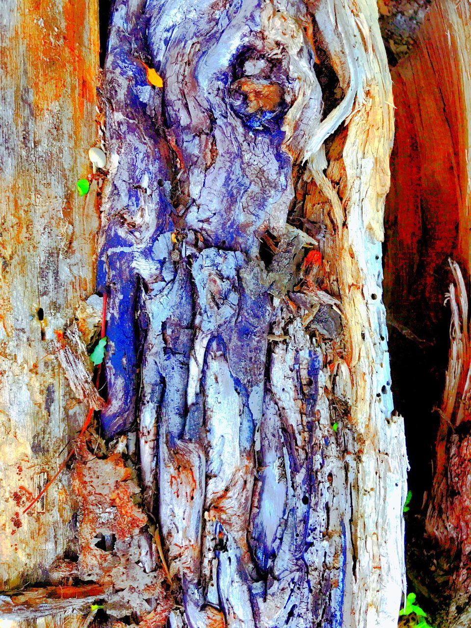 textured, tree trunk, rough, no people, close-up, day, outdoors, fungus, nature