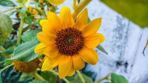 Close-up of yellow flower