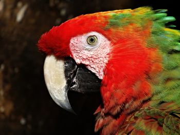 Macaw - mexico