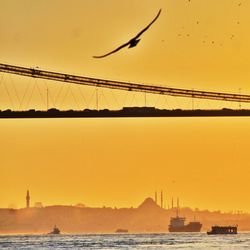 Bird flying over sea at sunset