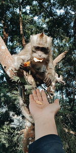 A monkey and snack