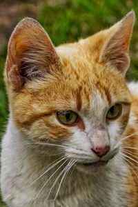 Close-up portrait of cat