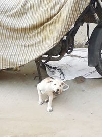 High angle view of dog standing on floor