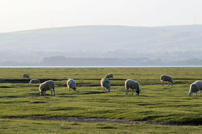 Sheep grazing in a field