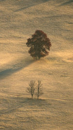 Scenic view of agricultural field