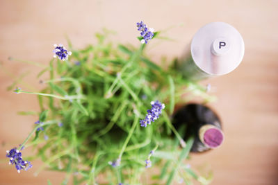 Close-up of purple flowers against blurred background