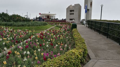 Flowering plants growing on field against sky