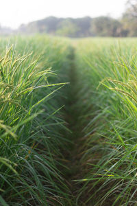 Crops growing on field