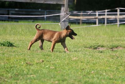 Dog running in field