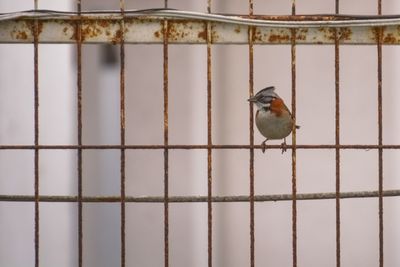 Close-up of bird perching in cage