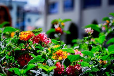 Close-up of multi colored flowering plants