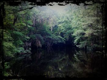 River in forest