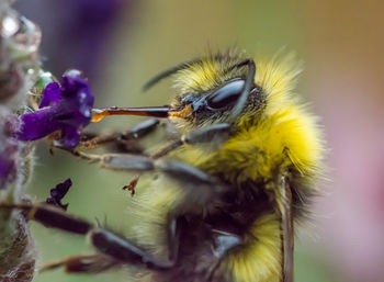 Close-up of bee on flower