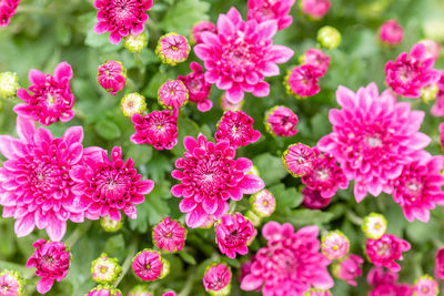 Close-up of pink flowering plants