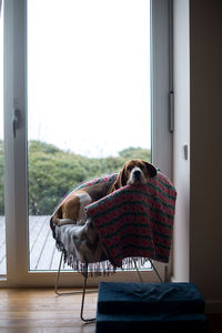 View of an animal sleeping on window