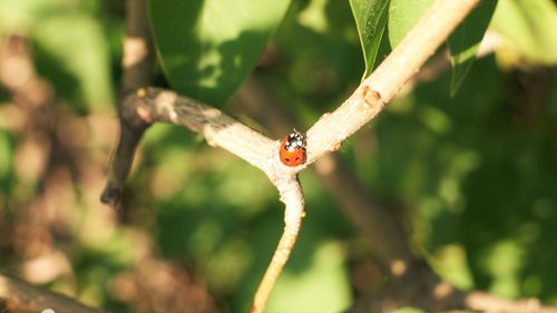 Close-up of insect on plant