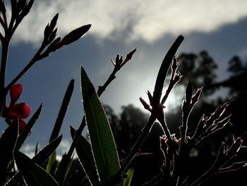 Close-up of plants against sky